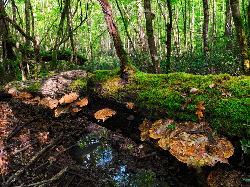Funghi lignicoli su un vecchio albero caduto